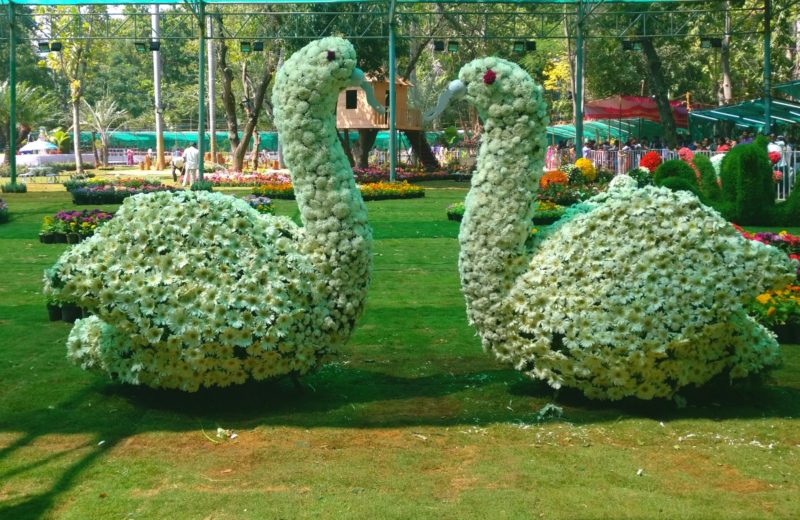 When Pondicherry is in full bloom