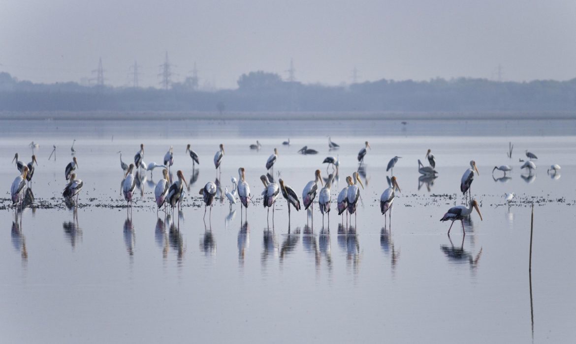 BIRDS AT OUSTERI LAKE IN PONDICHERRY