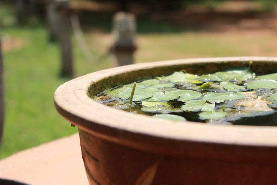 lily pondy auroville pondicherry