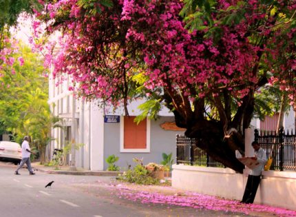 To the bougainvillea that beautify Pondicherry’s streets