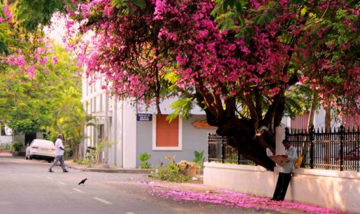 bougainvillea lining the streets of Pondicherry French quarter