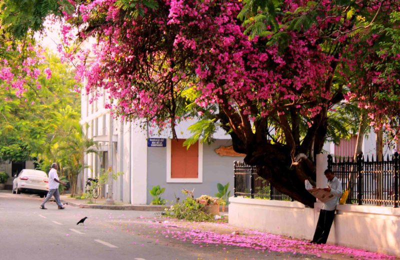 To the bougainvillea that beautify Pondicherry’s streets