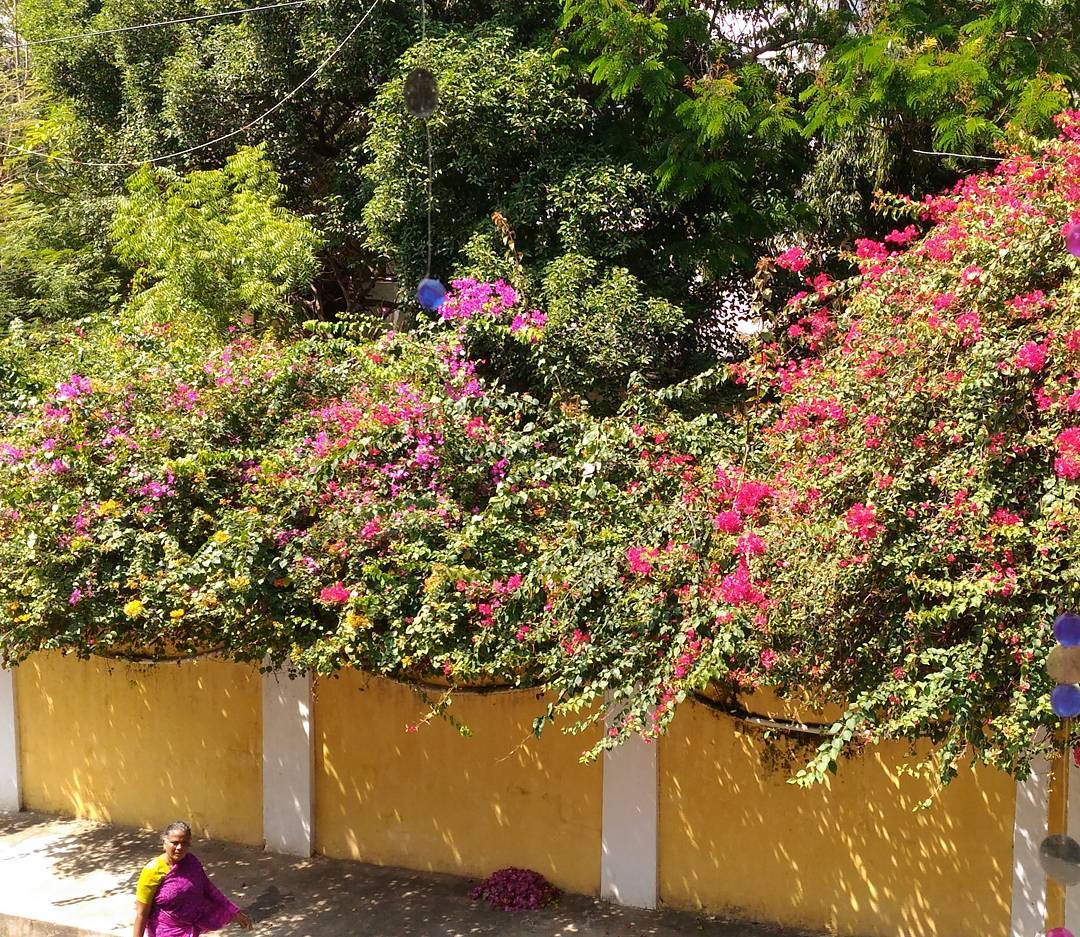 bougainvillea plants flanking streets in pondiicherry