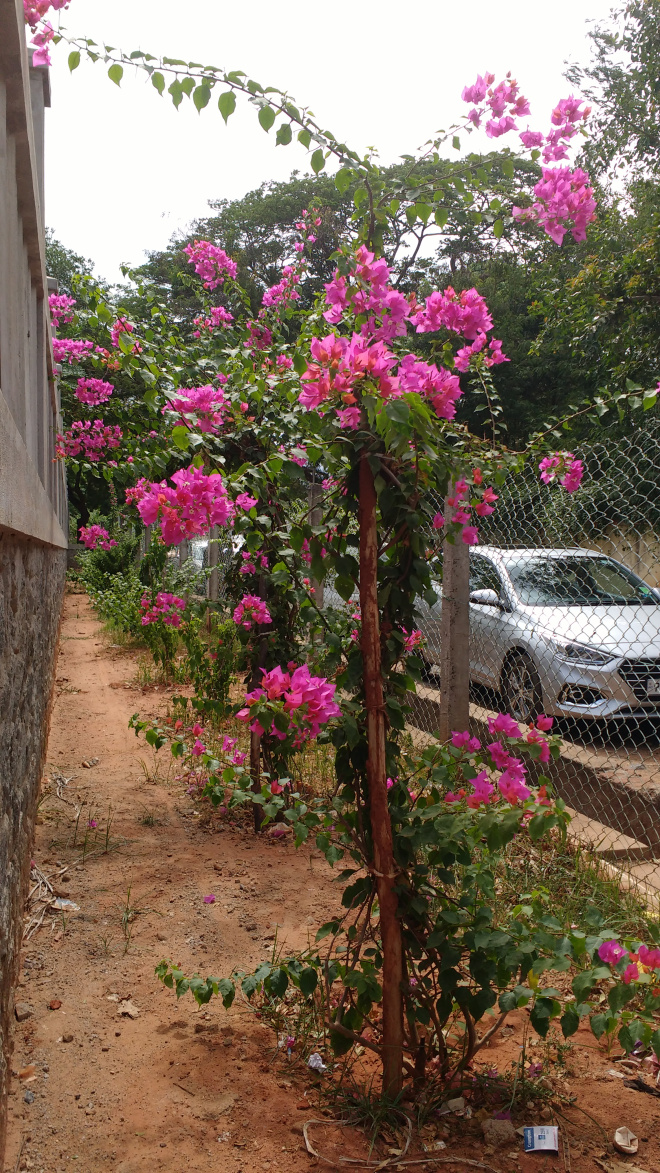 Bougainvillea in Pondicherry 