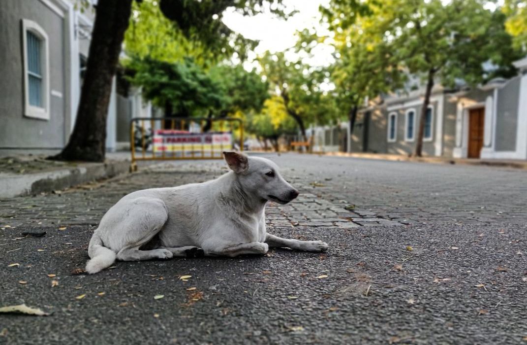 a dog lying down on an empty street in Pondicherry during the lockdown. find out whats open in puducherry from April 20 to may 3