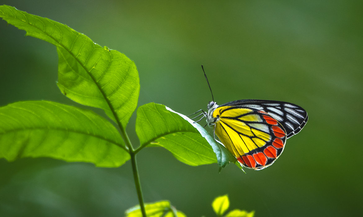 there are over 100 butterfly species in pondicherry spotted by the butterfly club and pondicherry nature and wildlife forum