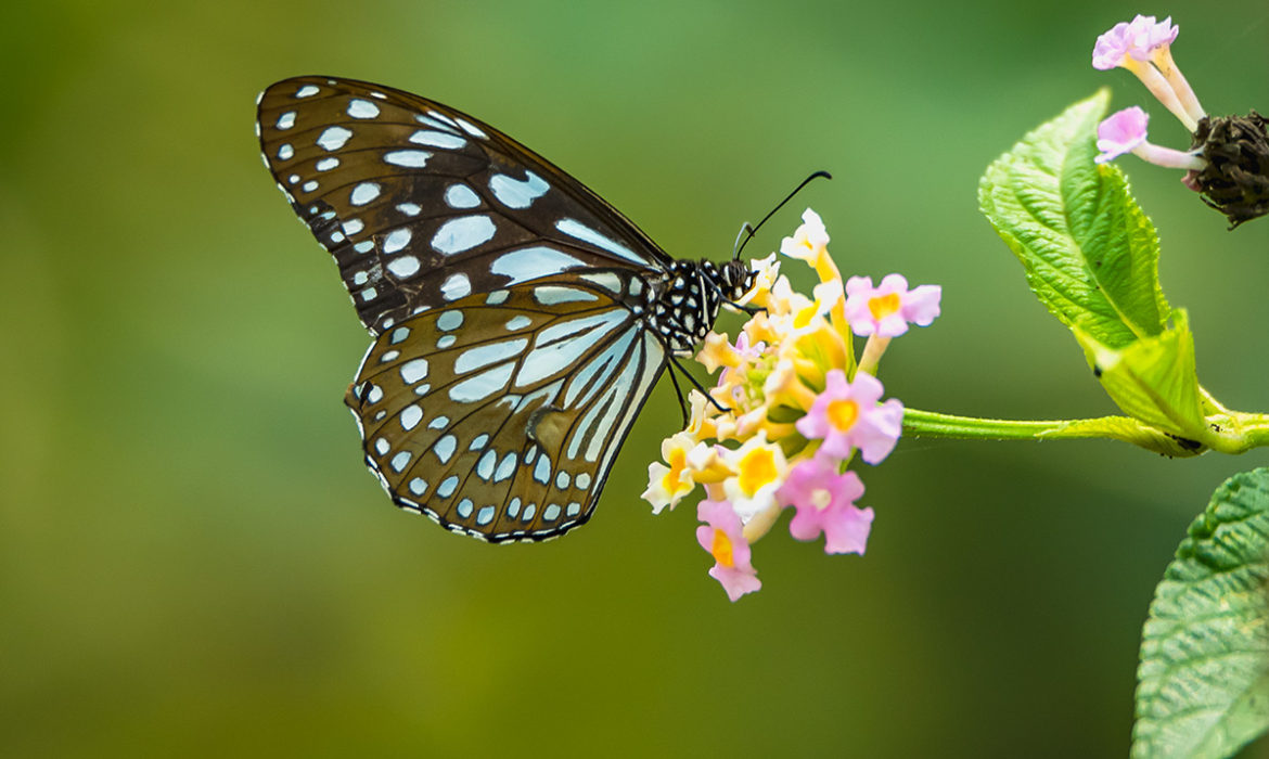 Spot and document butterflies in Pondicherry through contests and walks