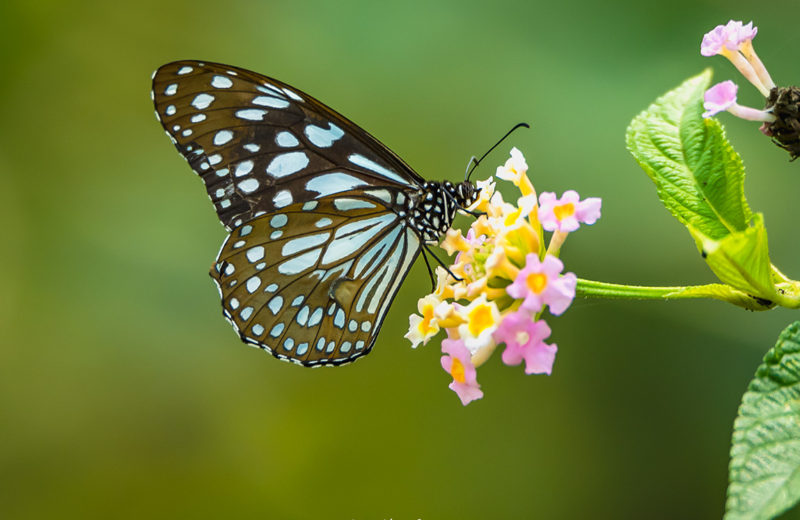 Spot and document butterflies in Pondicherry through contests and walks