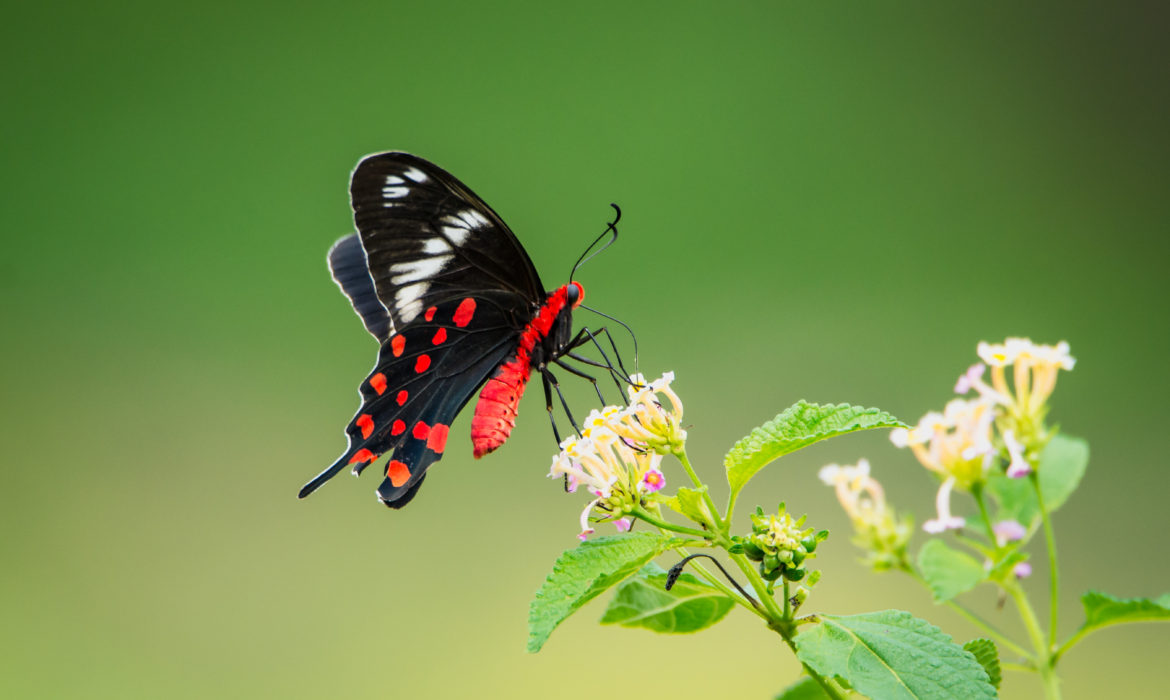 there are over 100 butterfly species in pondicherry spotted by the butterfly club and pondicherry nature and wildlife forum