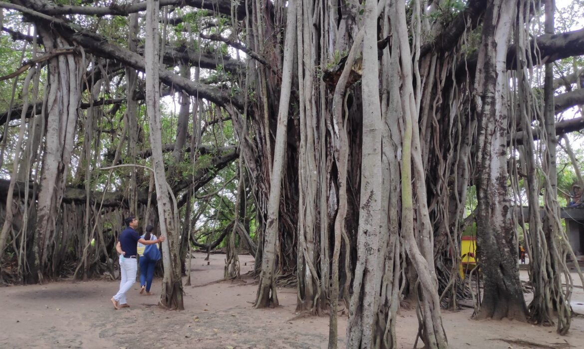 life of pi tree near pondicherry . visit on a tour by pondicherry beach escapes