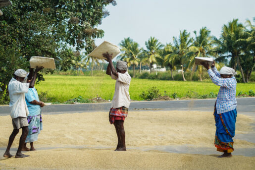 pongal pondicherry celebrates farmers, animals and thanksgiving to nature for harvest