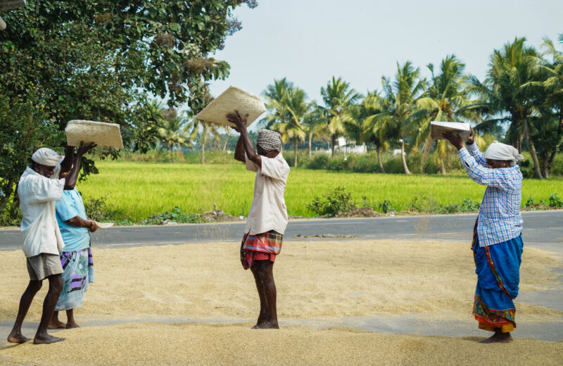 pongal pondicherry celebrates farmers, animals and thanksgiving to nature for harvest